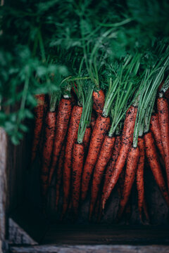 Raw carrots in a crate covered in soil
