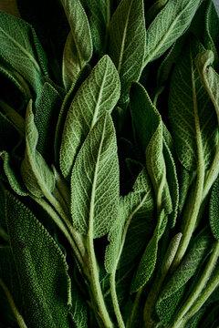 Sage Leaves Close Up