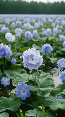 Lush green field of water hyacinths floating on calm water, symbolizing resilience, renewal, and ecological balance. Natural aquatic landscape rich in flora, blending beauty and environmental depth.

