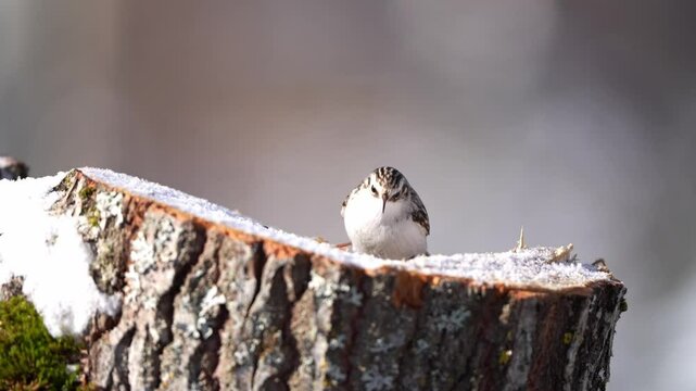 Eurasian treecreeper on the stump