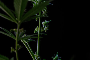 Hemp plant male flowers. Pollen sac and grain. Indoor cultivation of male cannabis for medical use. Close-up of pollen sacs.