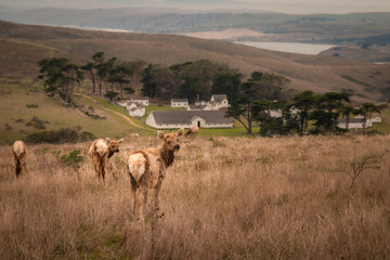 Tule Elk in Tomales Point - Marin County 