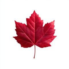 Red maple leaf detailed close up shot isolated on white background