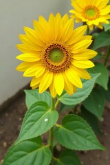 Obraz premium Single sunflower with large bloom and green leaves, top view, petals, sunflower