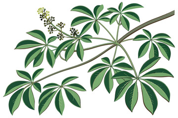 Obraz premium 22 Botanical illustration, Schefflera arboricola, umbrella plant, glossy green leaves, realistic texture, white background, top-down view, intricate leaf details, houseplant, tropical foliage, natural