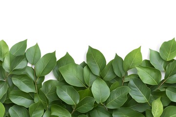 Obraz premium Lush green leaves border on white background