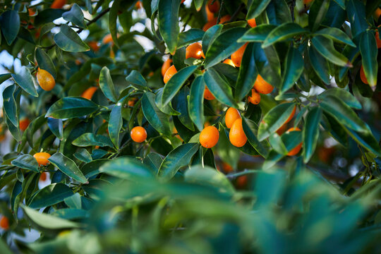 Fresh ripe Kumquats on a Tree