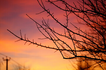 A tree branch is silhouetted against a beautiful orange and pink sky