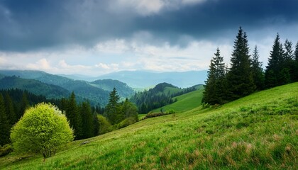 Obraz premium mountainous countryside in spring outdoor adventure cloudy weather wet grass on the hills trees with lush foliage carpathian mountain vista