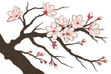 24 Cherry blossom branch, blooming pink flowers, gnarled wood texture, intricate tree bark details, delicate petals, spring blossoms, botanical illustration, white background, nature art, Japanese-ins