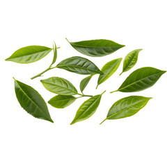 Fototapeta premium Tea leaves are isolated on a transparent background