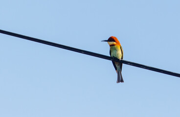 A colorful bird is perched on a power line