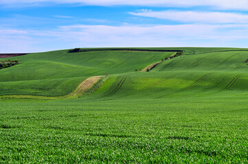 Young green wheat fields and blue sky landscape,Moravia,Chech Republic