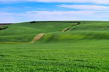 Gardinen Young green wheat fields and blue sky landscape,Moravia,Chech Republic © goce risteski