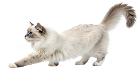 Stunning Ragdoll Cat Stretching - Blue-Eyed Pointed Breed