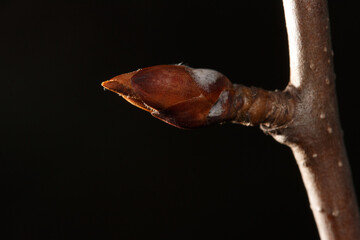A small brown bud on a tree branch