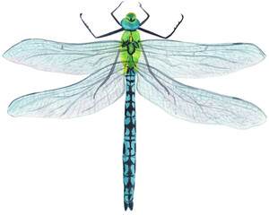 Bright watercolor illustration of a dragonfly insect with vibrant colors and detailed wings. Perfect for nature-inspired designs, spring decor, stationery, and cheerful creative projects.