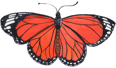 Bright watercolor illustration of a butterfly insect with colorful, detailed wings. Perfect for spring designs, nature-inspired projects, children’s books, and decorative prints.