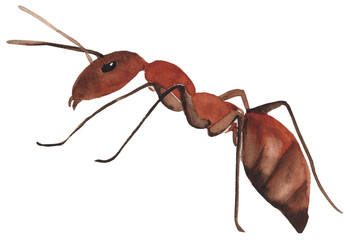 Bright watercolor illustration of an ant insect, featuring detailed legs and vibrant colors. Ideal for nature-inspired designs, educational projects, and botanical art.