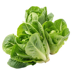 Obraz premium lettuce leaves transparent png image
