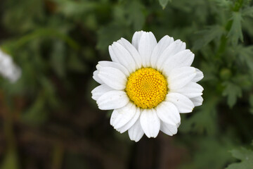 Fototapeta premium white Common daisy beautiful flowers with blur green background in garden, White beautiful daisies on a field in green grass, Oxeye daisy, Leucanthemum vulgare, Daisies, Dox-eye, Dog daisy in nature