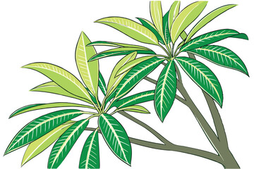 27 Green bamboo-like plant, vibrant leafy foliage, isolated on white background, botanical illustration, sharp details, minimalist composition, organic form, tropical flora, zen garden element, photor