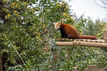 Red panda