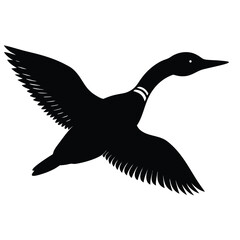 black duck isolated on white