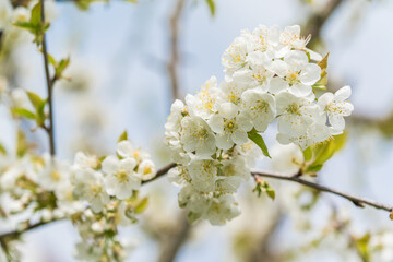 Fruit berry tree flower buds from close range