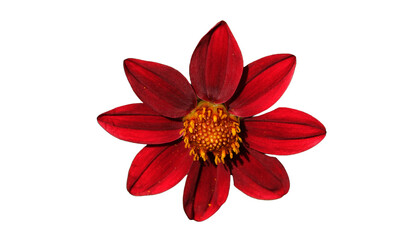Dahlien Blume im Sommer, Freigestellte rote PNG Dahlie 
