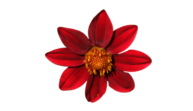 Dahlien Blume im Sommer, Freigestellte rote PNG Dahlie 