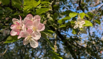 Natural background with pink apple blossom and green leaves