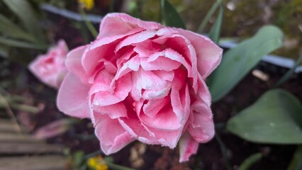 Pint tulip with rain drops close up