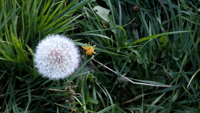 Dandelion seed head on green grass background