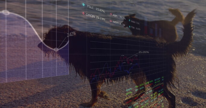 Image of data processing over dogs at beach - Powered by Adobe