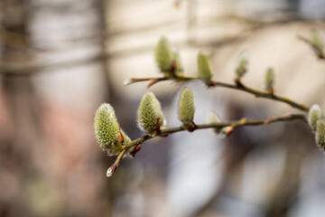 Willow branch with catkins near the river in sunny weather, willow - Easter symbol