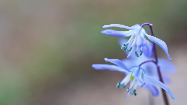Closeup of early spring blue flowers wood squill blooming in springtime meadow with copy space