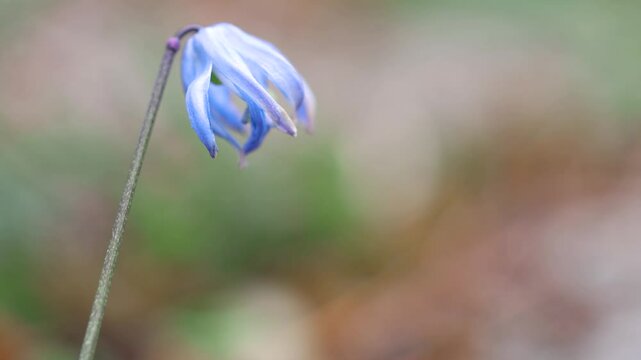 Closeup of single blue floer early spring known as wood squill blooming in springtime with copy space