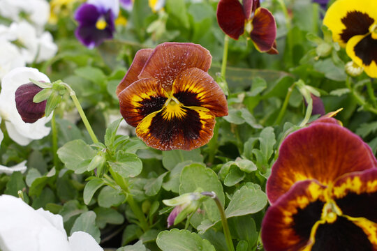Spring flowers Viola in Maroon Black color - favorite ornamental plant flowering in the spring, Beautiful Maroon Black flower in the garden close up of blooming pancy flowers, Maroon Black Pancy flowe