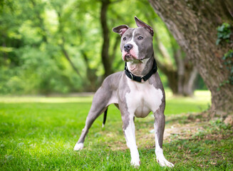 A Pit Bull Terrier mixed breed dog with floppy ears