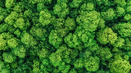 Naklejka premium Dense forest canopy