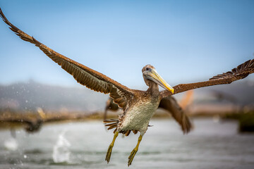 pelicans