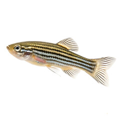 Obraz premium fish on white background