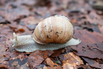 Snail in the leaves. A white snail slowly crawls on brown leaves in the forest. The house on its back is smeared with mud. Wildlife. Mollusk in the environment. Flora and fauna. Park. Poster. Images. 