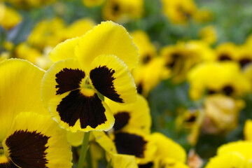 Spring flowers Viola in yellow Black color - favorite ornamental plant flowering in the spring,...