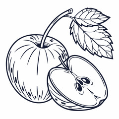 hand drawn vector illustration of an apple