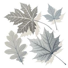 set of autumn leaves vector