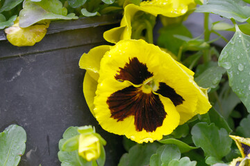 Spring flowers Viola in yellow Black color - favorite ornamental plant flowering in the spring,...
