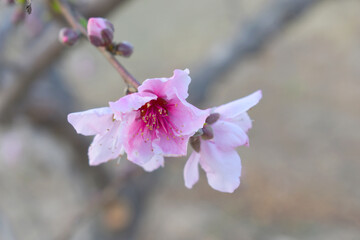 Beautiful Pink Peach Blossoms in a Garden, Pink Peach Flowers Blooming on Peach Tree, Beautiful peach flowers close up - as background, Flowering branch of fruit flower closeup