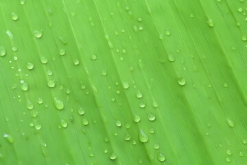 Banana leaf and water drops